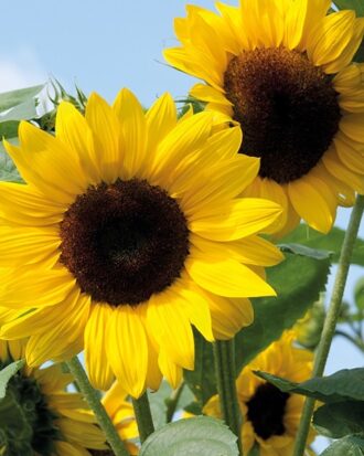 Tournesol Bio