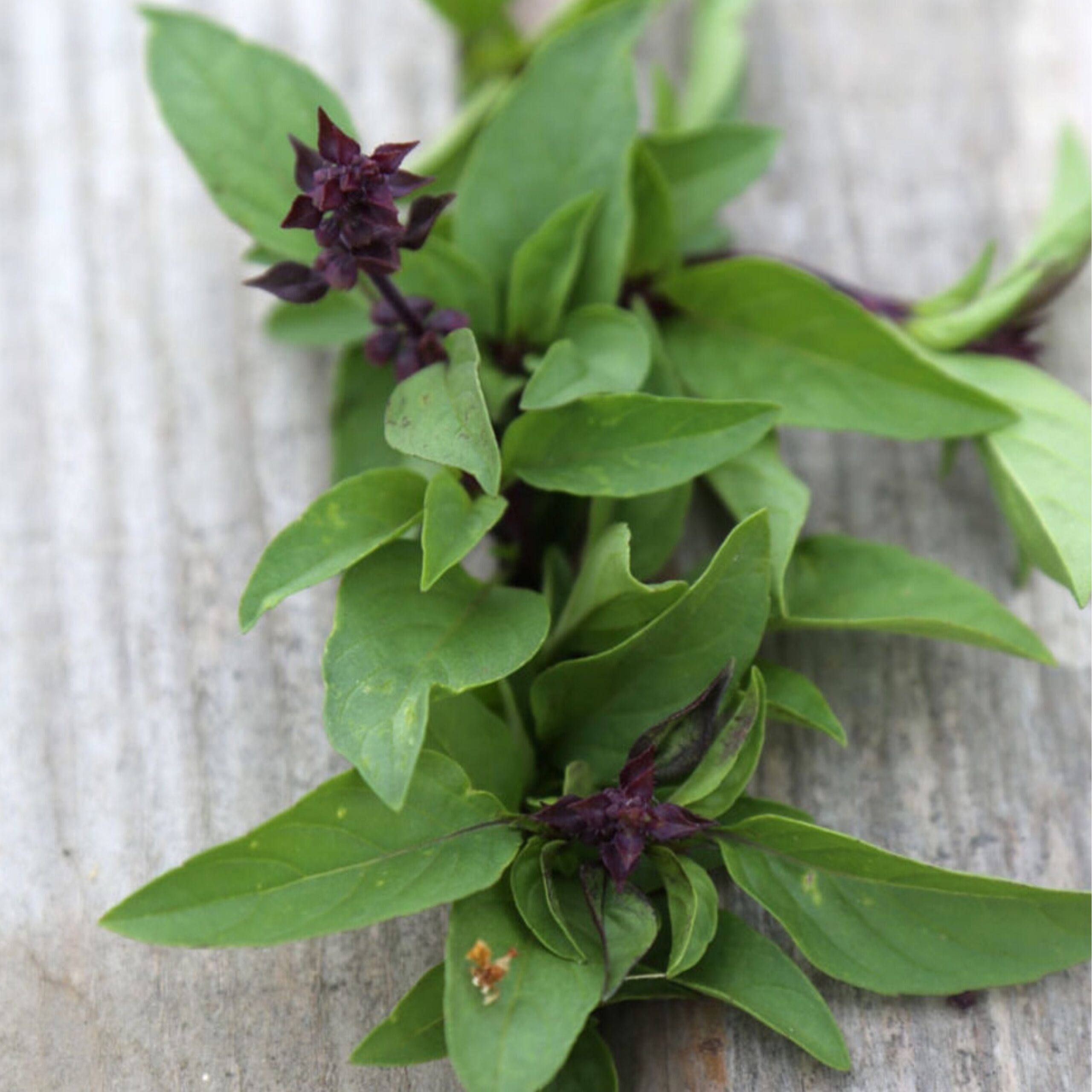 Basilic Tulsi/Thaï